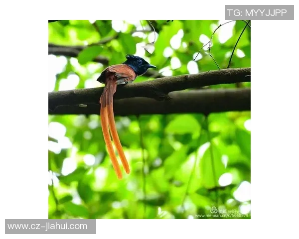 从童年趣事看足球球星成长之路揭秘他们如何一步步走向辉煌